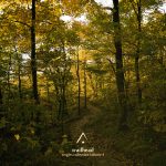 [album cover art] Altus – Trailhead