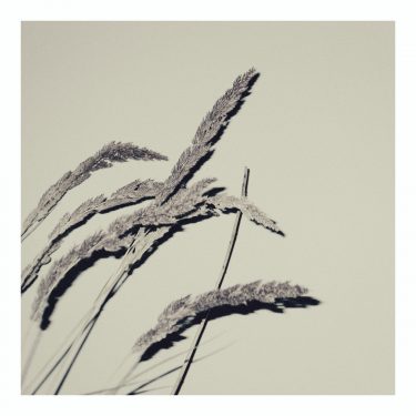 [album cover art] anthéne – asymmetry