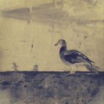 [album cover art] Ben McElroy – Bird-Stone