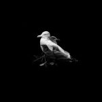 [album cover art] Clara Engel & Bradley Sean Alexander – Ghost Bird