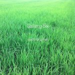 [album cover art] Gallery Six – pastoral green