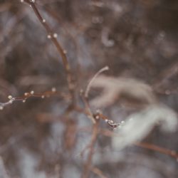 [album cover art] Gallery Six – Snow Light