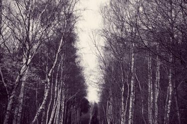 [album cover art] hakobune – While Shadows Sweep Across the Lawn