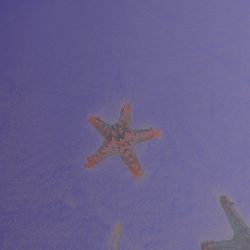 [album cover art] Hipnotic Earth – Starfish & Giant Foams