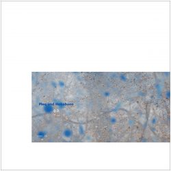 [album cover art] Pleq and Hakobune – 0.0