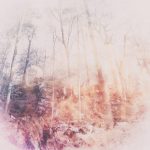 [album cover art] poemme – Arboretum