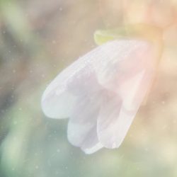 [album cover art] poemme – Blooming Spring