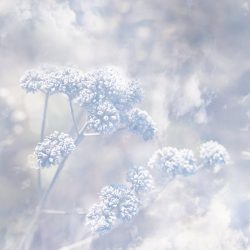 [album cover art] poemme – Frozen Passages