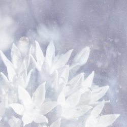 [album cover art] poemme – Soft Ice