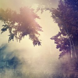 [album cover art] Purl – Violante (Lost In a Dream)