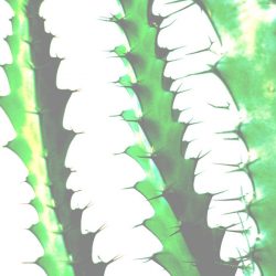[album cover art] Strom Noir – Music For The Succulents