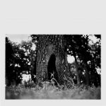 [album cover art] Tum Sun – A Tree Hollow