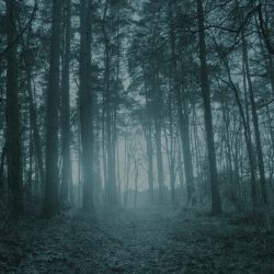 [album cover art] Wouter Veldhuis – Blue Forest