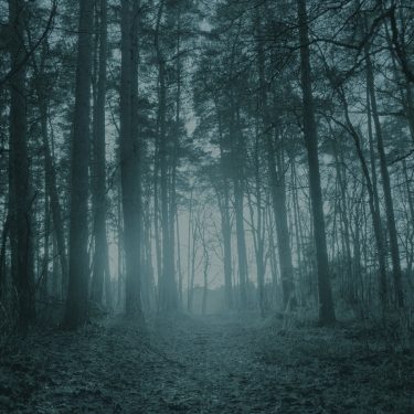 [album cover art] Wouter Veldhuis – Blue Forest