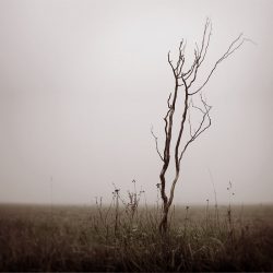 [album cover art] Wouter Veldhuis – Satumaa
