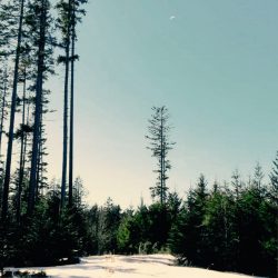 [album cover art] First Snow of The Year – Awakening of The Pines