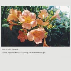 [album cover art] Hirotaka Shirotsubaki – Tell me a secret story in the sleepless summer midnight