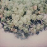 [album cover art] Ian Hawgood & David Cordero – memory blossom