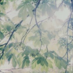 [album cover art] Ian Hawgood & Wil Bolton – Floral Forms and Subsequent Interactions