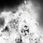[album cover art] Old Amica – Fyr