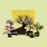 [album cover art] Rosales – Woven Songs