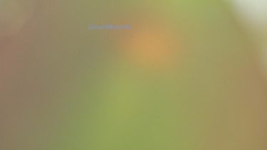 [album cover art] Microvolt – Colour